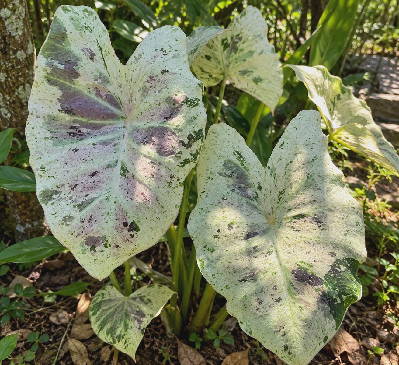Alocasia nebula - Etsy 日本