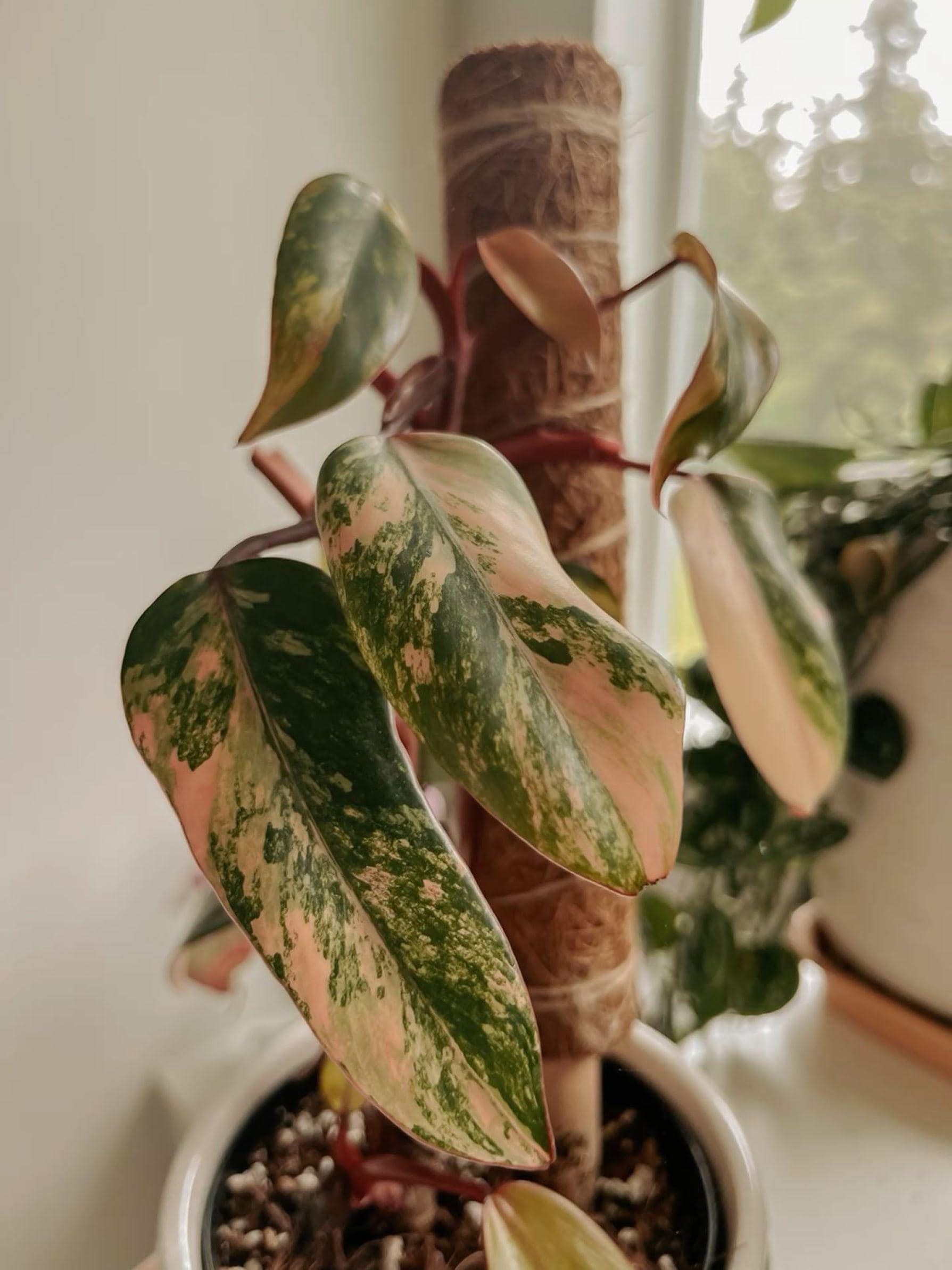 ③フィロデンドロン　ブラウンビューティー　斑入り philodendron フィロデンドロン・ジャングルフィーバーを斑入りにするには？ : r