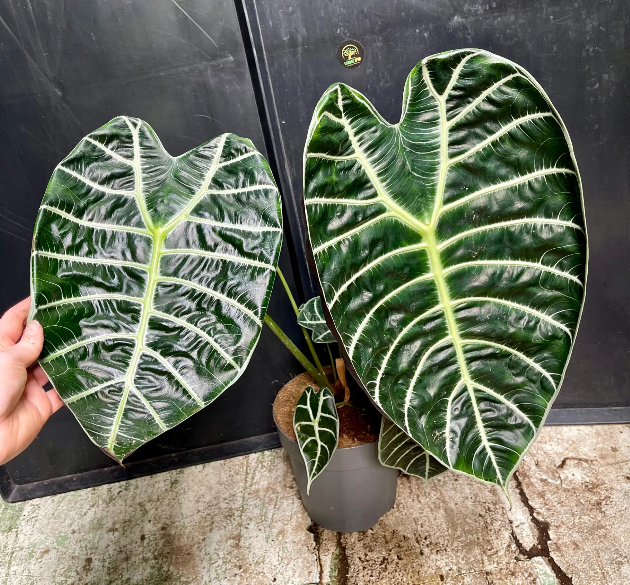 Alocasia watsoniana pink variegated - Etsy 日本