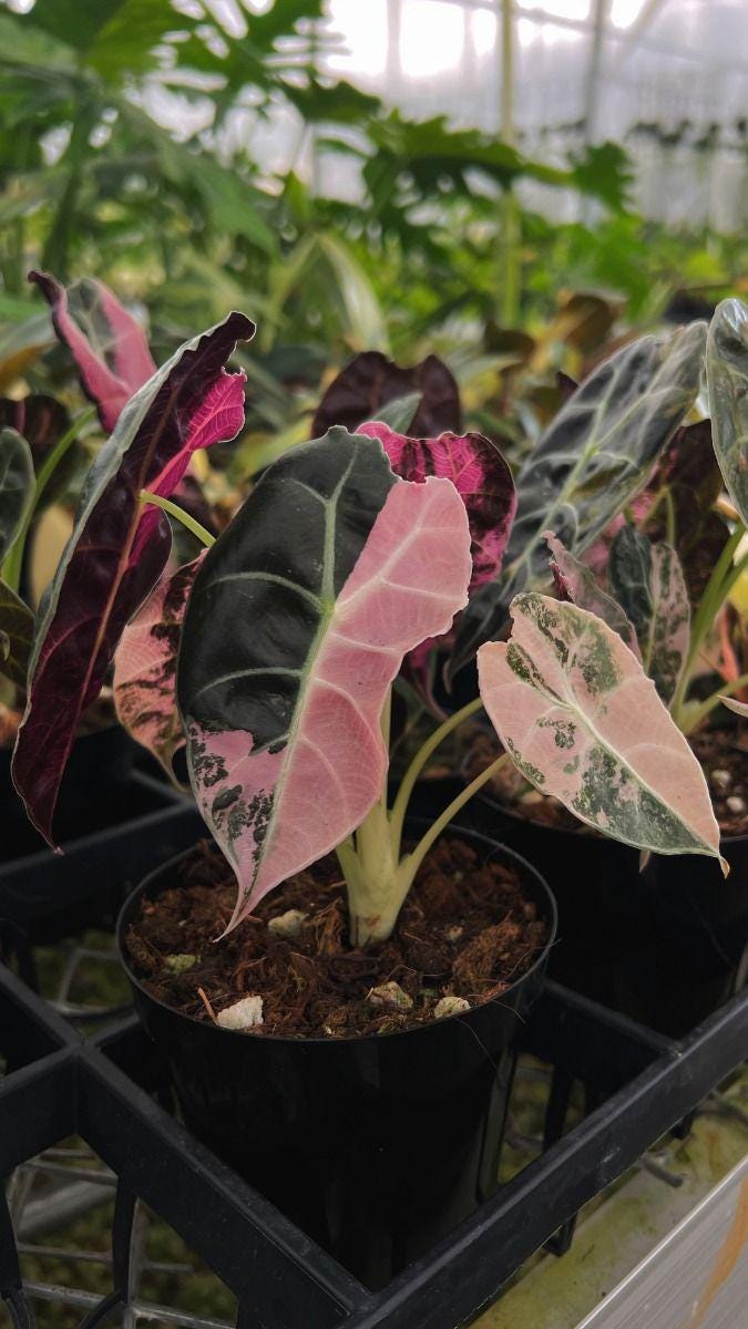 Pink Watsoniana Alocasia ワトソニア斑入り var variegated pink Watsoniana Alocasia その他観葉植物