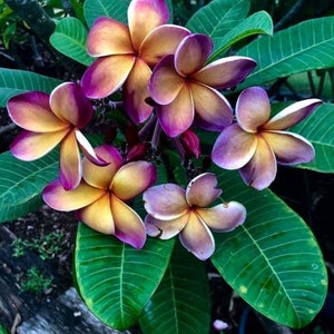 Melo610 Plumeria Frangipani Fioideae Pigeon Temple Tree 2 Seeds