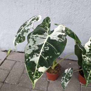 Alocasia okinawa silver - Etsy 日本