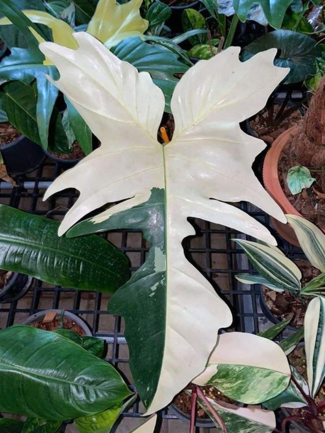 Blooms1749 Philodendron White Dragon Indoorplants 3 Seeds Zaden Seeds -  Etsy Denmark