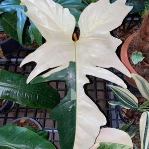 Blooms1749 Philodendron white Dragon Indoorplants 3 Seeds Zaden seeds