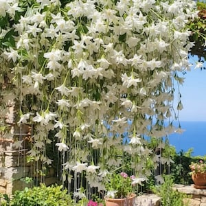 Könnte beinhalten: Eine Kaskade weißer Sternjasminblüten, vor dem Hintergrund eines klaren blauen Himmels und des Ozeans. Die Blüten hängen wie ein Vorhang herab, mit grünem Laub. Topfpflanzen mit rosa und grünen Blüten befinden sich im Vordergrund.