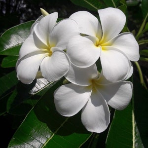 Melo200 Plumeria Fioideae Frangipani 1 zaden