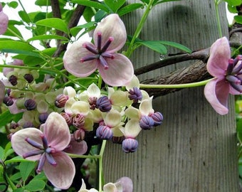 Melo782 Akebia climbing plant Akebia quinata climbing cucumber 5 seeds