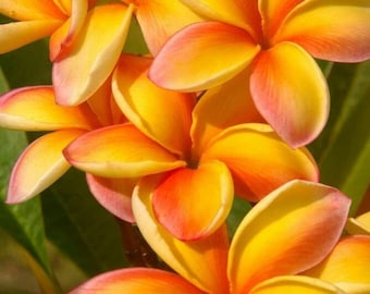 Melo210 Plumeria Fioideae Frangipani 1 Seeds