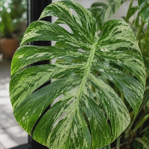 May include: A large, heart-shaped Monstera leaf featuring a variegated pattern of deep green and creamy white splashes. The leaf displays prominent fenestrations, including several elongated holes and deep splits along the edges of the foliage.