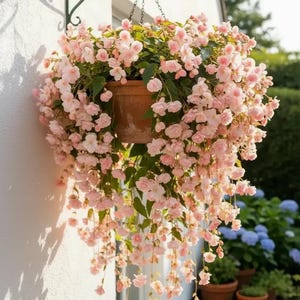 Begonia amphioxus - Etsy 日本