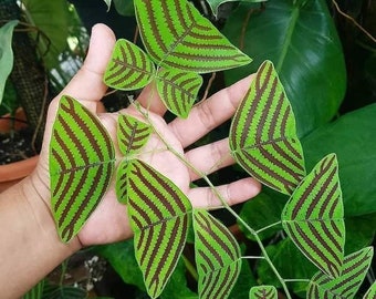 値下げ可能)ベゴニア　ルージュ　バリエガータベゴニア 観葉植物 大きな葉 レア ベゴニア ルージュ Variegated Begonia Rouge大苗② レア