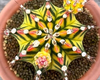 Melo85 Star Cactus Cactus Astrophytum Bishop's Hat Color Cactus 6 graines