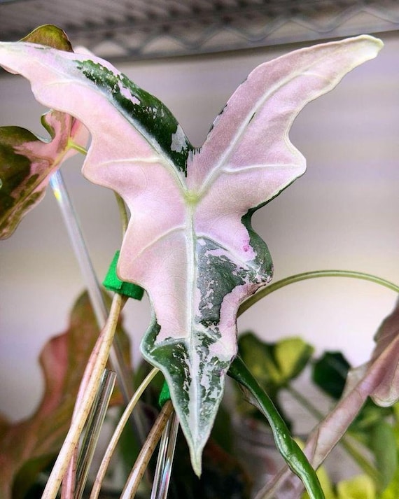 Blooms1707 Alocasia Jacklyn Nobilis Pink Version Variegata 2 Seeds