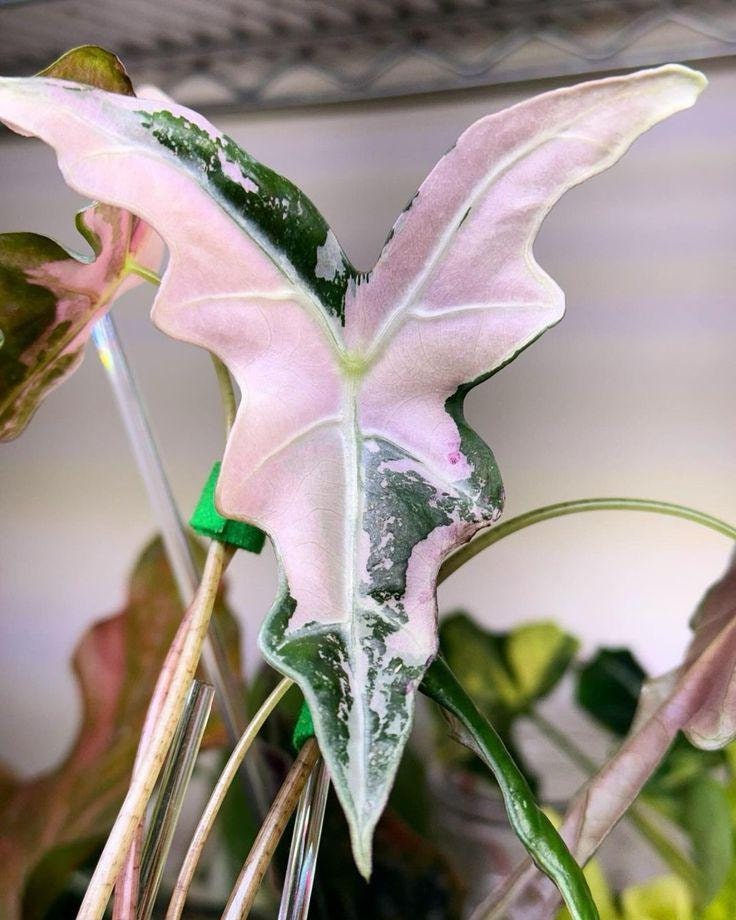 その他観葉植物 Alocasia Nobilis Pink Variegated Alocasia nobilis Pink Variegata - Alocasia Pink Variegata plant