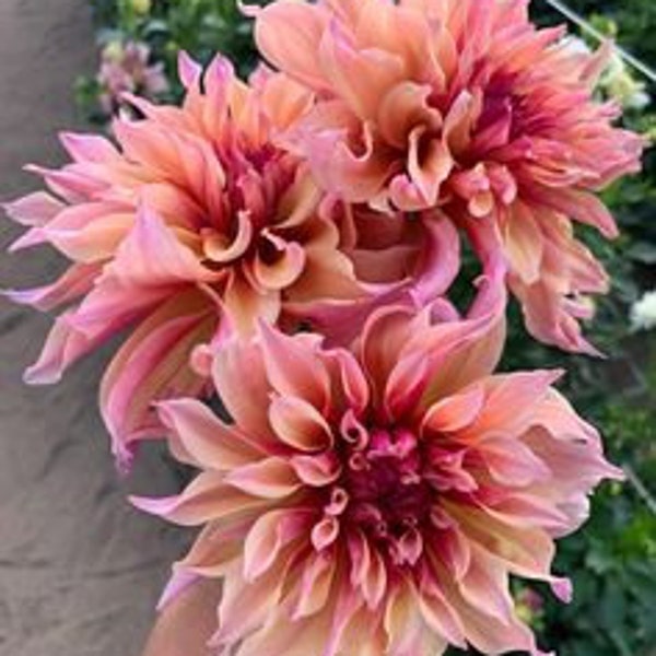 Melo1378 Dahlia Oklahoma Big Dahlien Riesen Dahlien 5 Samen