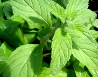 OS1057 Banana Mint Mentha arvensis 15 seeds