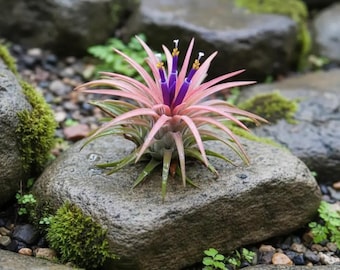Blooms2218 Tillandsia Cyanea Plantas aéreas 2 semillas Semillas de plantas aéreas