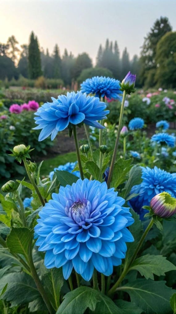 ブルー・ダリア Blooms2231 Blue Dahlia Dahlia Blue 5 Seeds Seeds - Etsy Canada