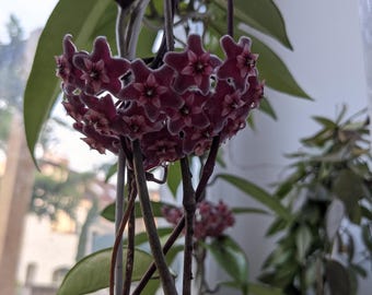 Hoya Lacunosa 'amarillo' UNROOTED Cutting Rare Hoya - Etsy Canada