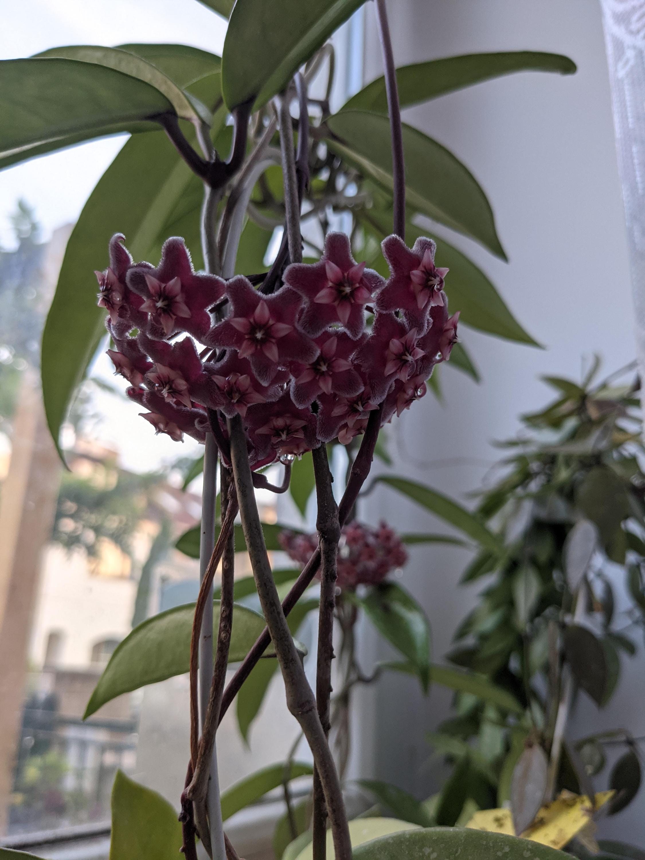 Hoya mathilde silver - Etsy 日本