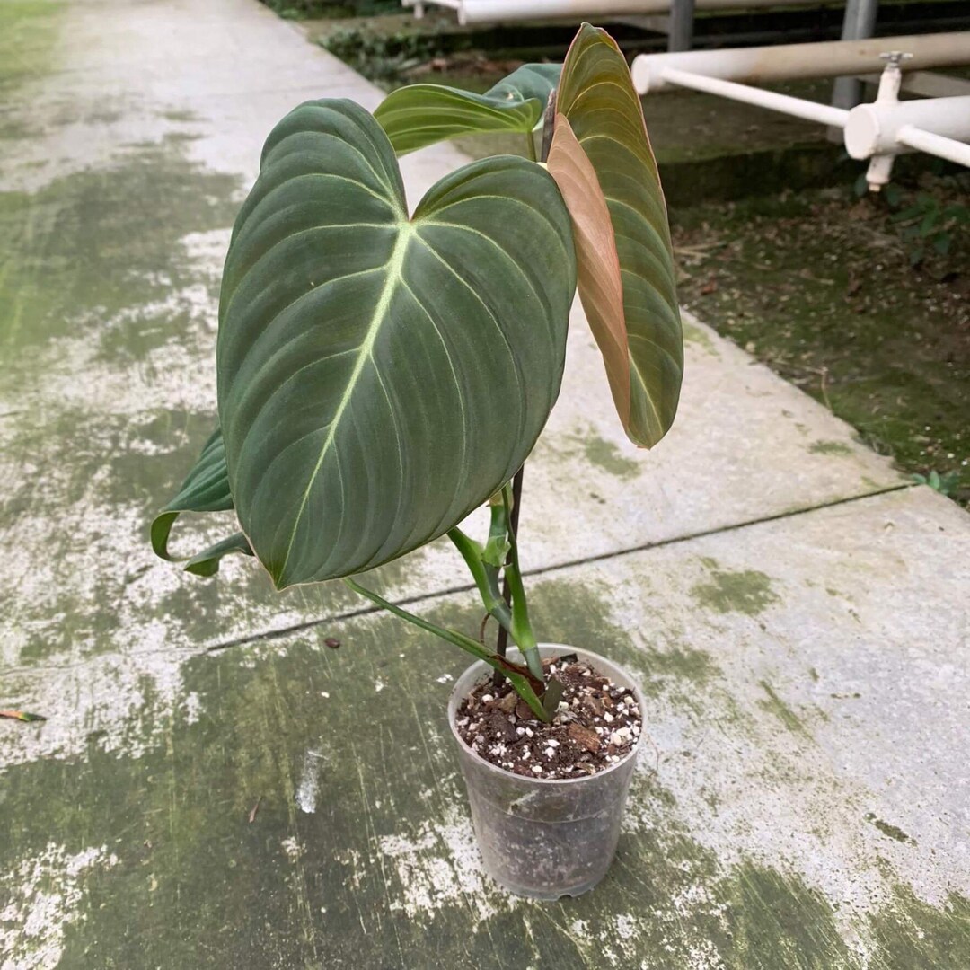 philodendron silver dust Philodendron 'Silver Sword'