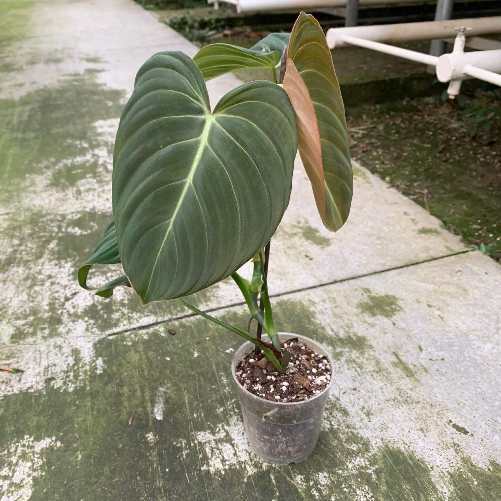 フィロデンドロングロリアス 楽天市場】PLANCHU 観葉植物 フィロデンドロン グロリアス 4号