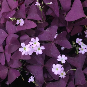 Peut inclure: Gros plan d'une plante aux feuilles pourpres en forme de cœur et aux petites fleurs violet clair. Les feuilles ont une texture veloutée et les fleurs ont un design délicat à cinq pétales. Une présentation vibrante et accrocheuse de la nature.