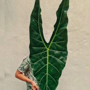 Alocasia longiloba - Etsy 日本