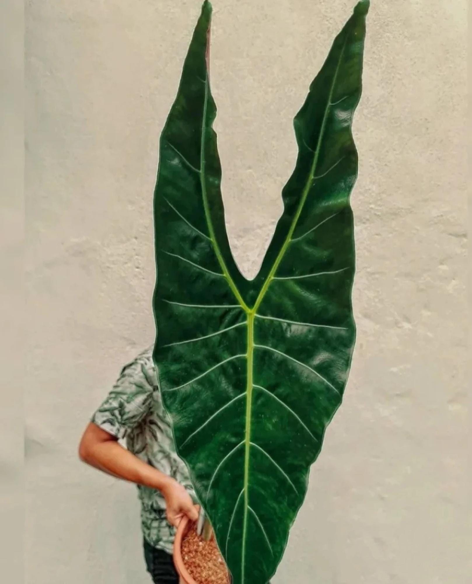 Blooms 2978AT Alocasia XXL Longiloba Elefantenohr 2 Samen - Etsy sterreich
