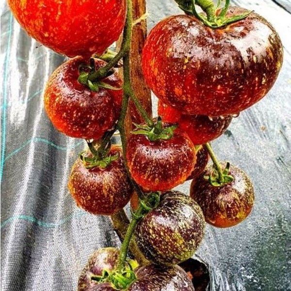 OS319 Tomate Maliniak Solanum 10 Samen