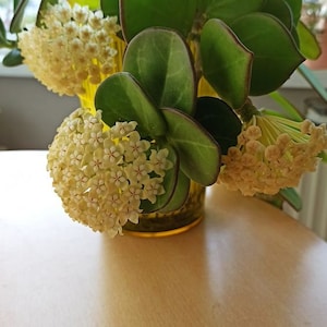 Op de afbeelding: Een gele vaas met een bos witte bloemen en groene bladeren. De vaas staat op een houten tafel.