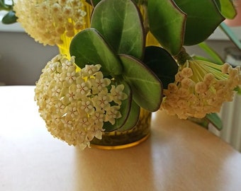 Blooms5 Hoya Polypeura amarilla Plantas de interior Flor de porcelana 5 semillas