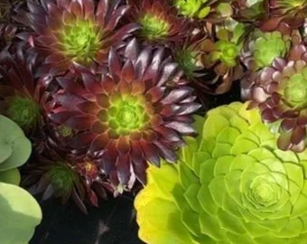 Melo787 Aeonium Mélange Mélange 20 Graines