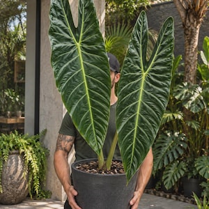 Alocasia longiloba - Etsy 日本