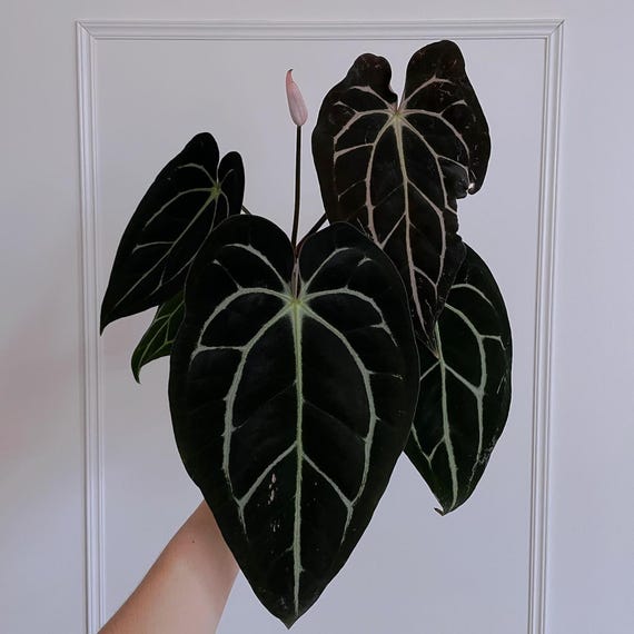 Blooms2979 Anthurium Carlablackiae 2 Seeds Anthurium Black - Etsy
