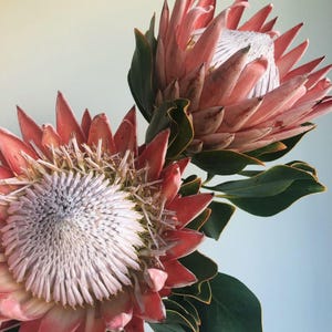 Protea seeds - Etsy 日本