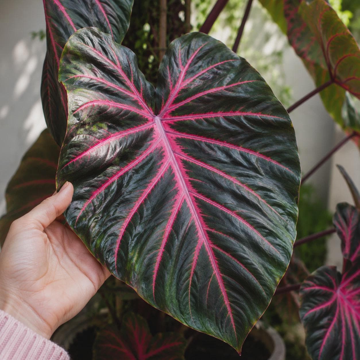 Colocasia pink - Etsy 日本