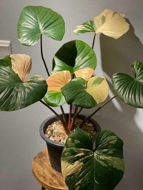 Blooms1753 Homalomena Rubescens Variegated Indoor Plants 2 Seeds