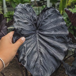 Colocasia black - Etsy 日本