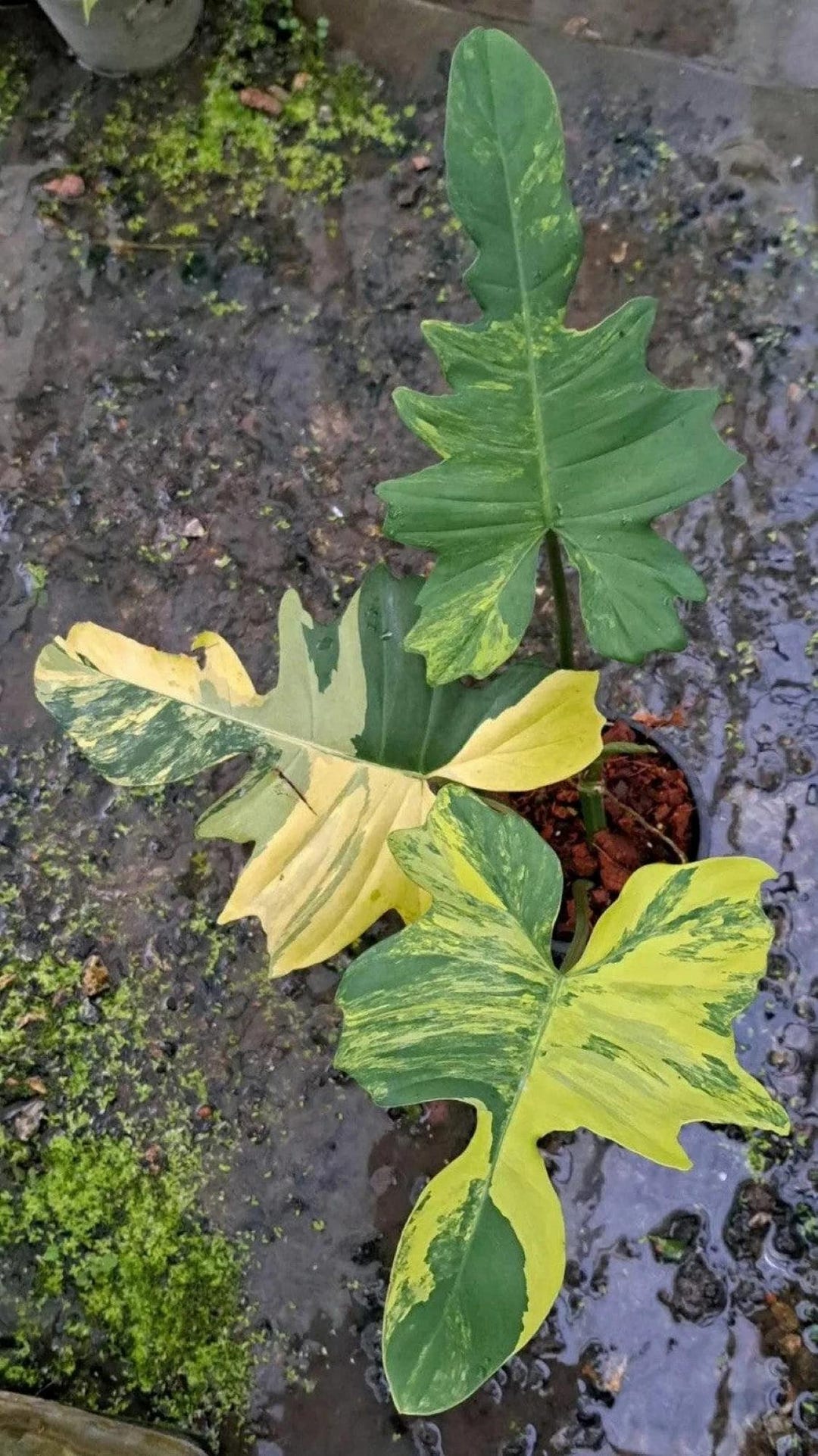Blooms2778 Philodendron Florida Beauty X Mayoi Leaflove Variegated