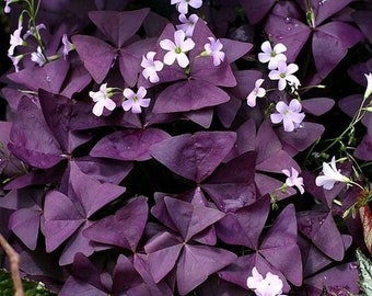 1 Stück Rhizom Rhizome Oxalis purple lila Glücksklee