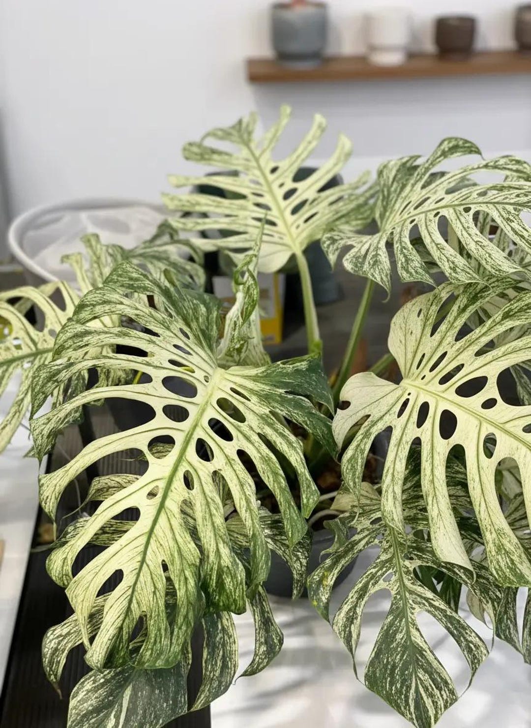 モンステラ デビル 斑入り巨大観葉植物 2粒 - Etsy 日本