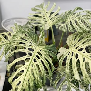 Monstera Devil Variegated Giant Houseplant 2 graines
