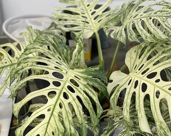 モンステラ デビル 斑入り巨大観葉植物 2粒 - Etsy 日本