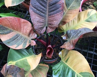 Melo1667 Philodendron Rainbow Version 5 graines