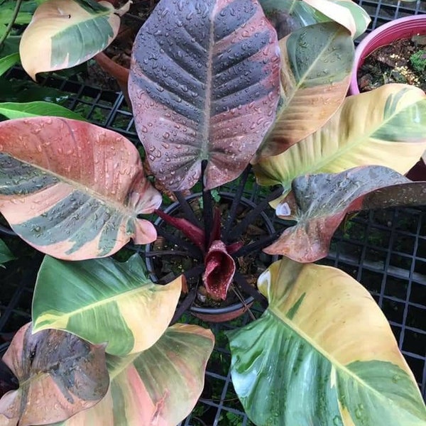 Melo1667 Philodendron Rainbow Version 5 seeds
