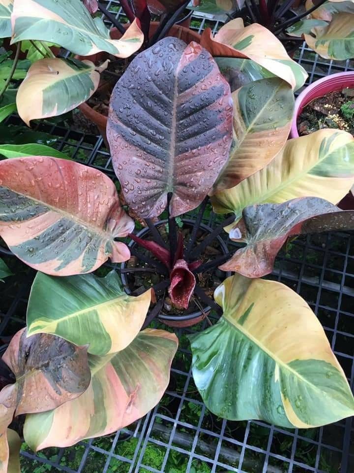 Philodendron atabapoense - Etsy 日本