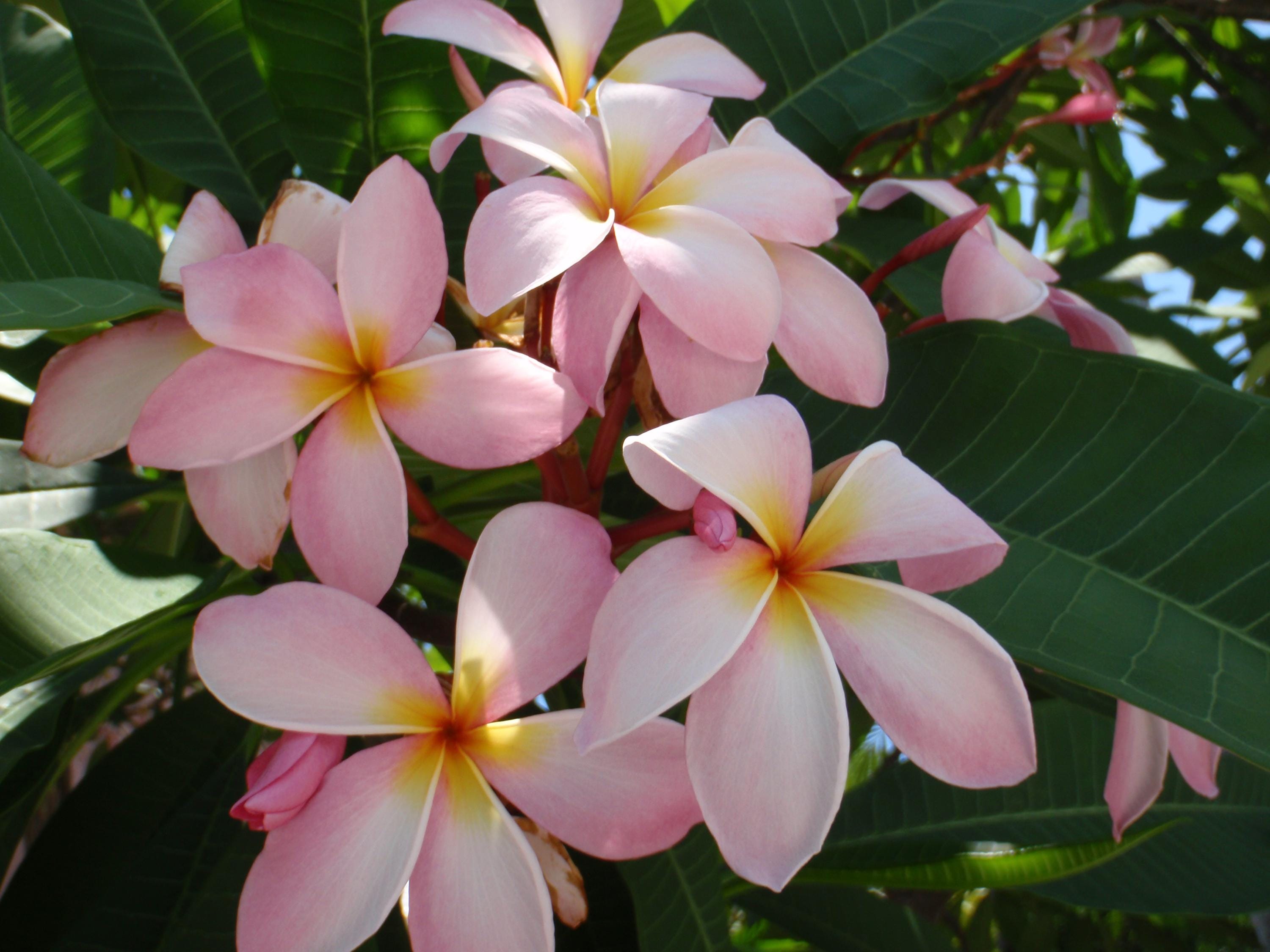 Buy Blooms1741 Plumeria Frangipani Zyak 2 Seeds Zaden Seeds Online