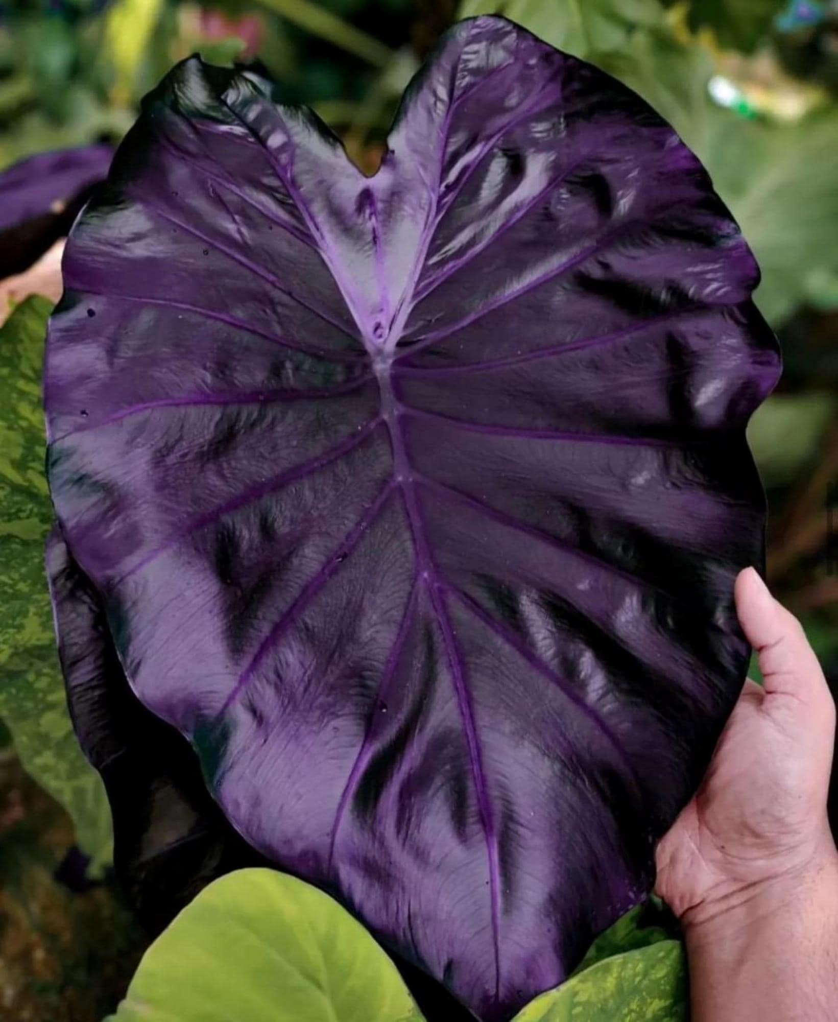 Alocasia cuprea pink - Etsy 日本