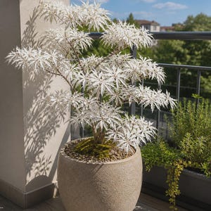 Puede incluir: Una planta en maceta con hojas dentadas de color blanco brillante dispuestas en racimos sobre ramas delgadas. La planta se encuentra en una maceta grande y redonda con textura de piedra beige, rellena de guijarros y musgo verde en la base.